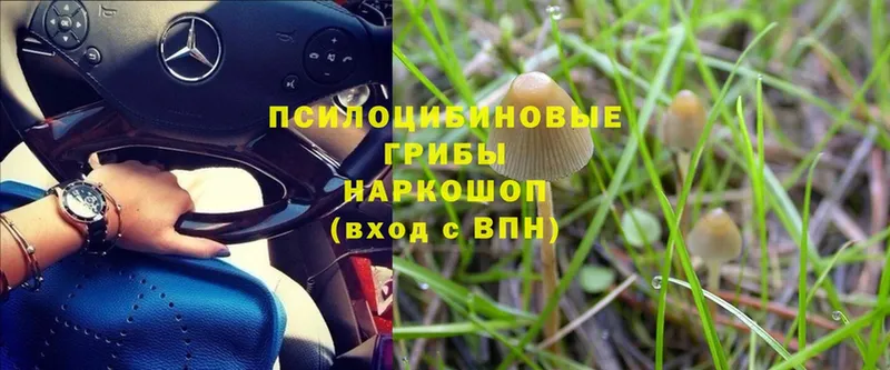 Псилоцибиновые грибы Psilocybe  купить   Емва 